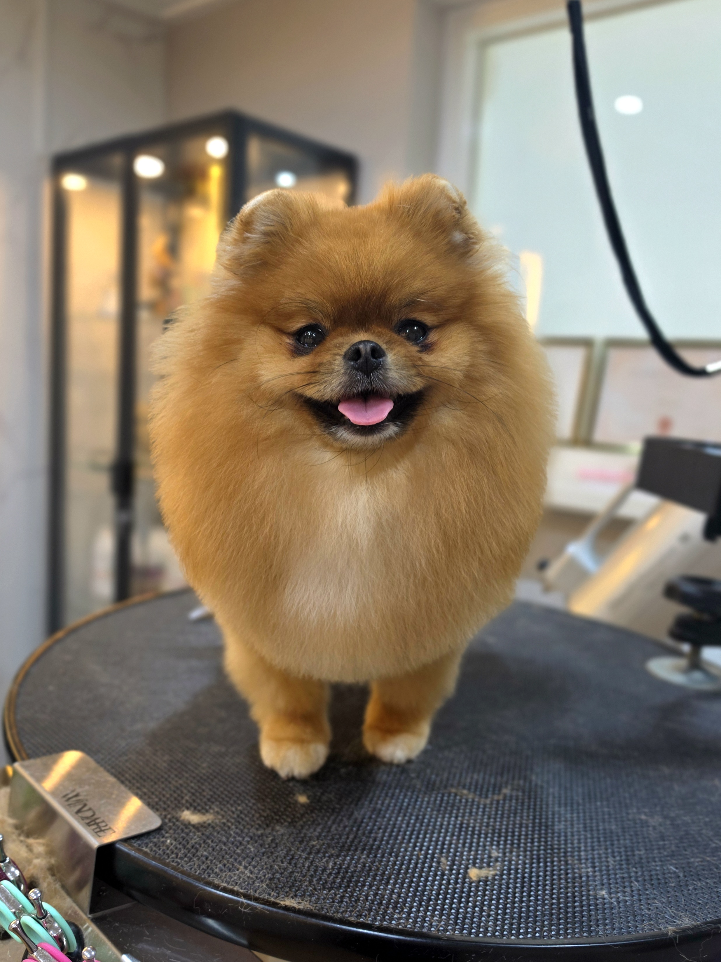 Pomeranian in de salon van Glamouranian – foto 2