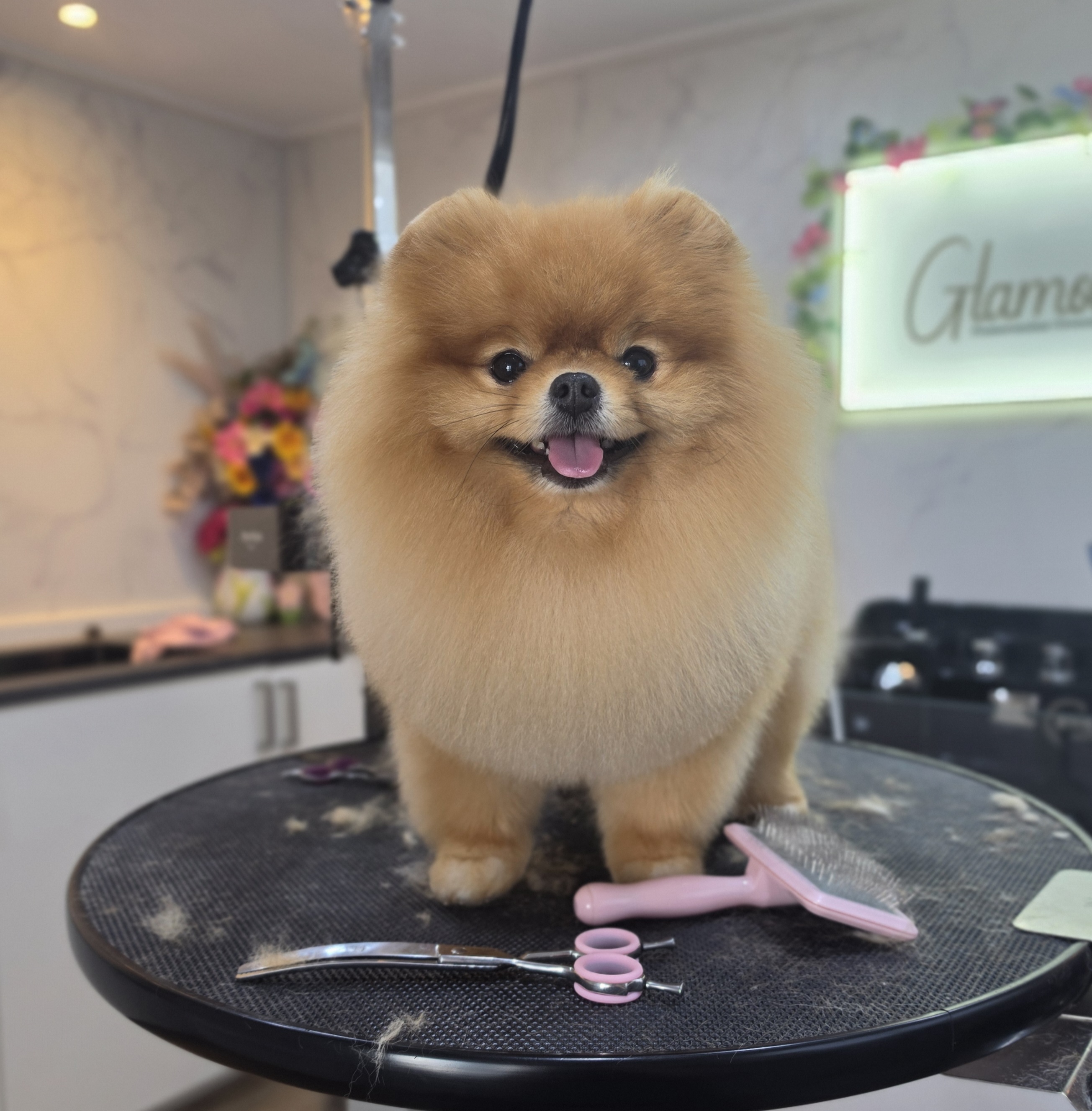 Gespecialiseerd in de Pomeranian