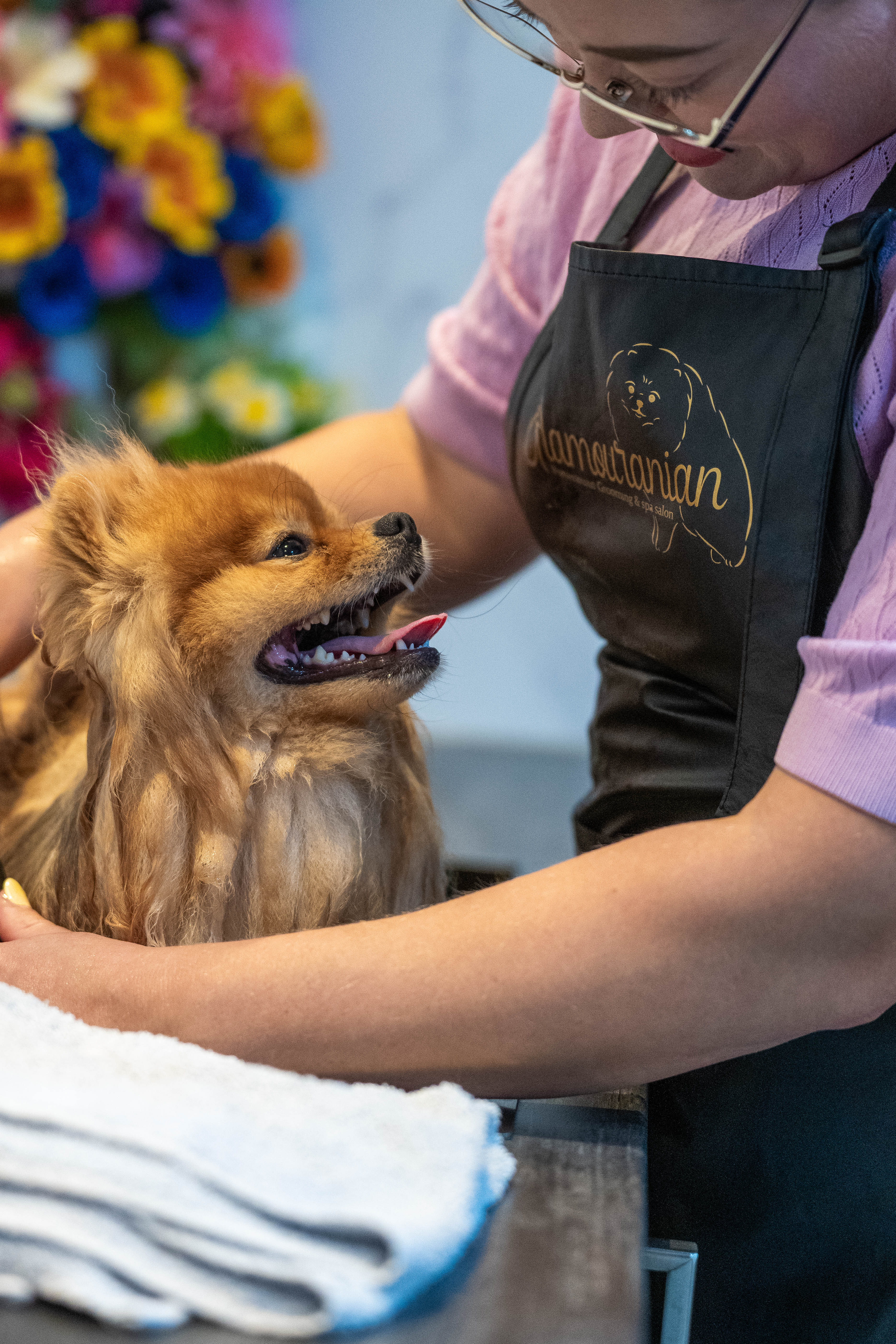 Gespecialiseerd in de Pomeranian
