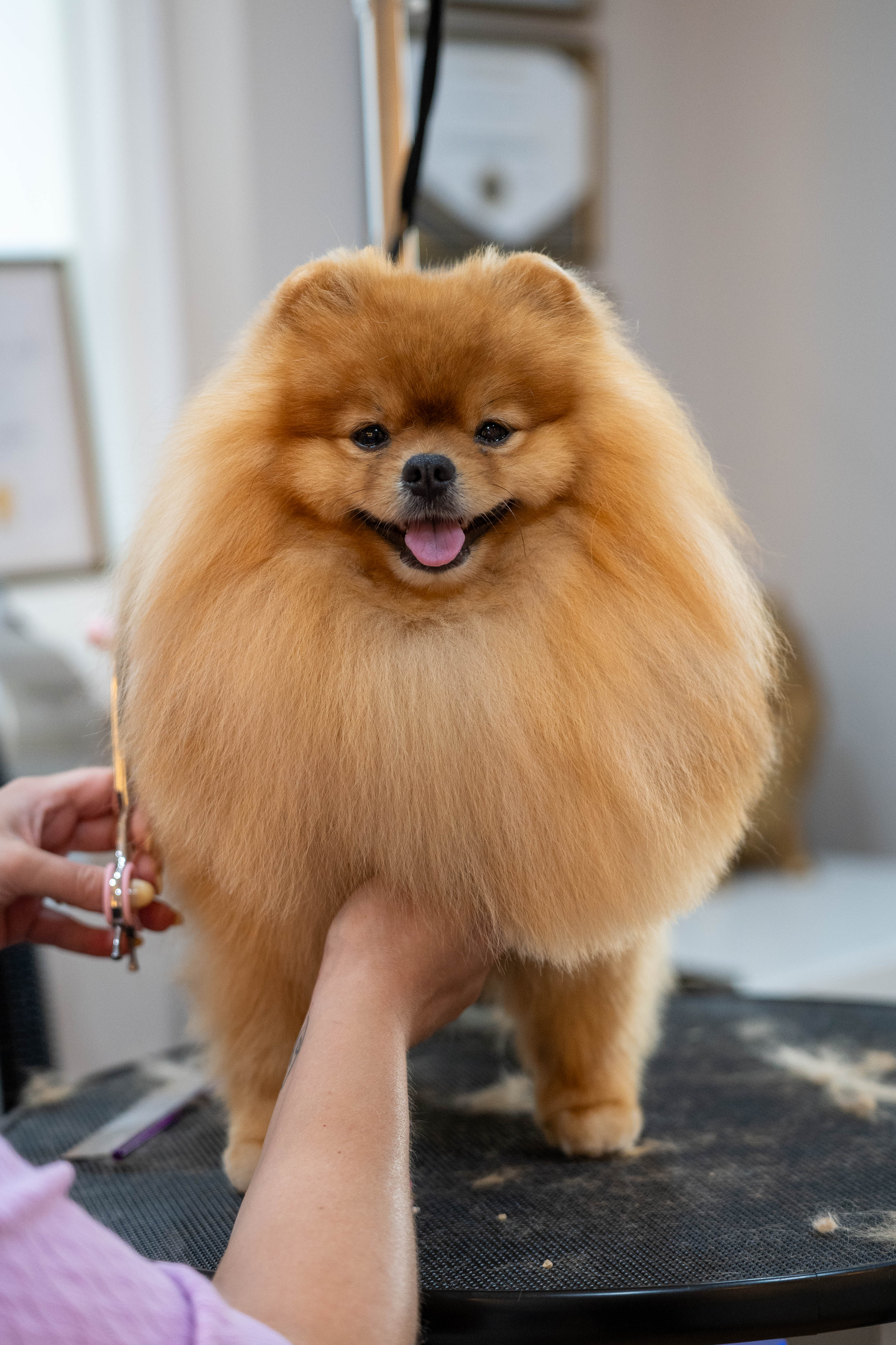 Pomeranian in de salon van Glamouranian – foto 1