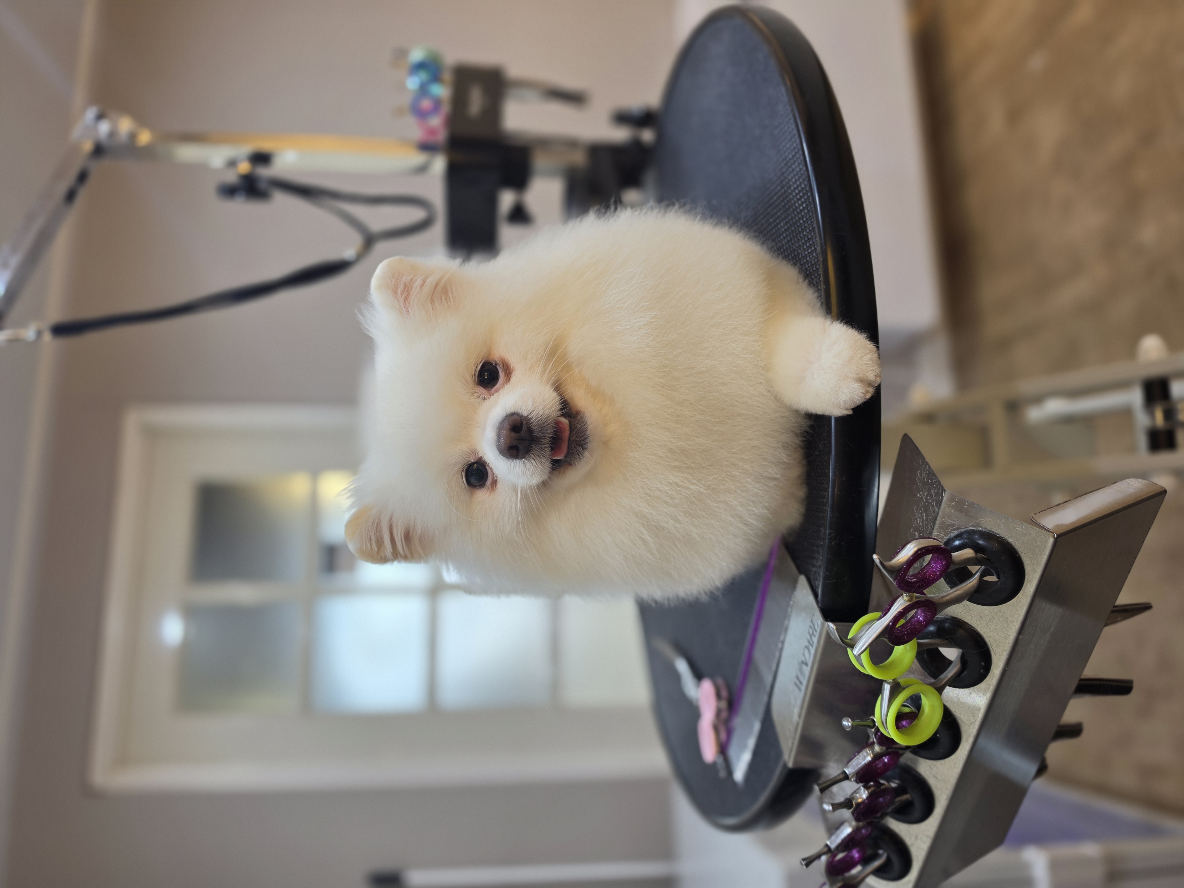 Pomeranian in de salon van Glamouranian – foto 3