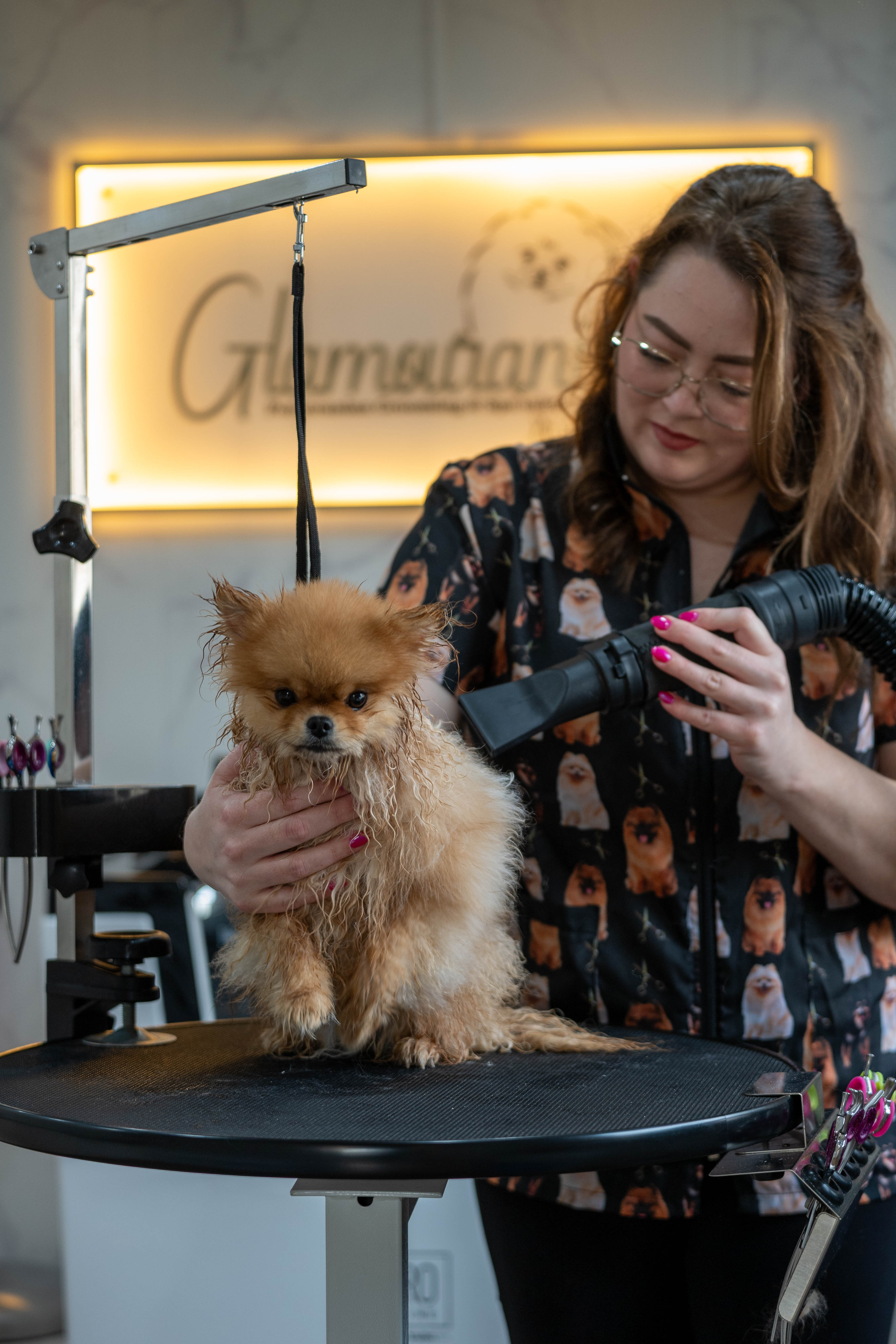 Pomeranian in de salon van Glamouranian – foto 1