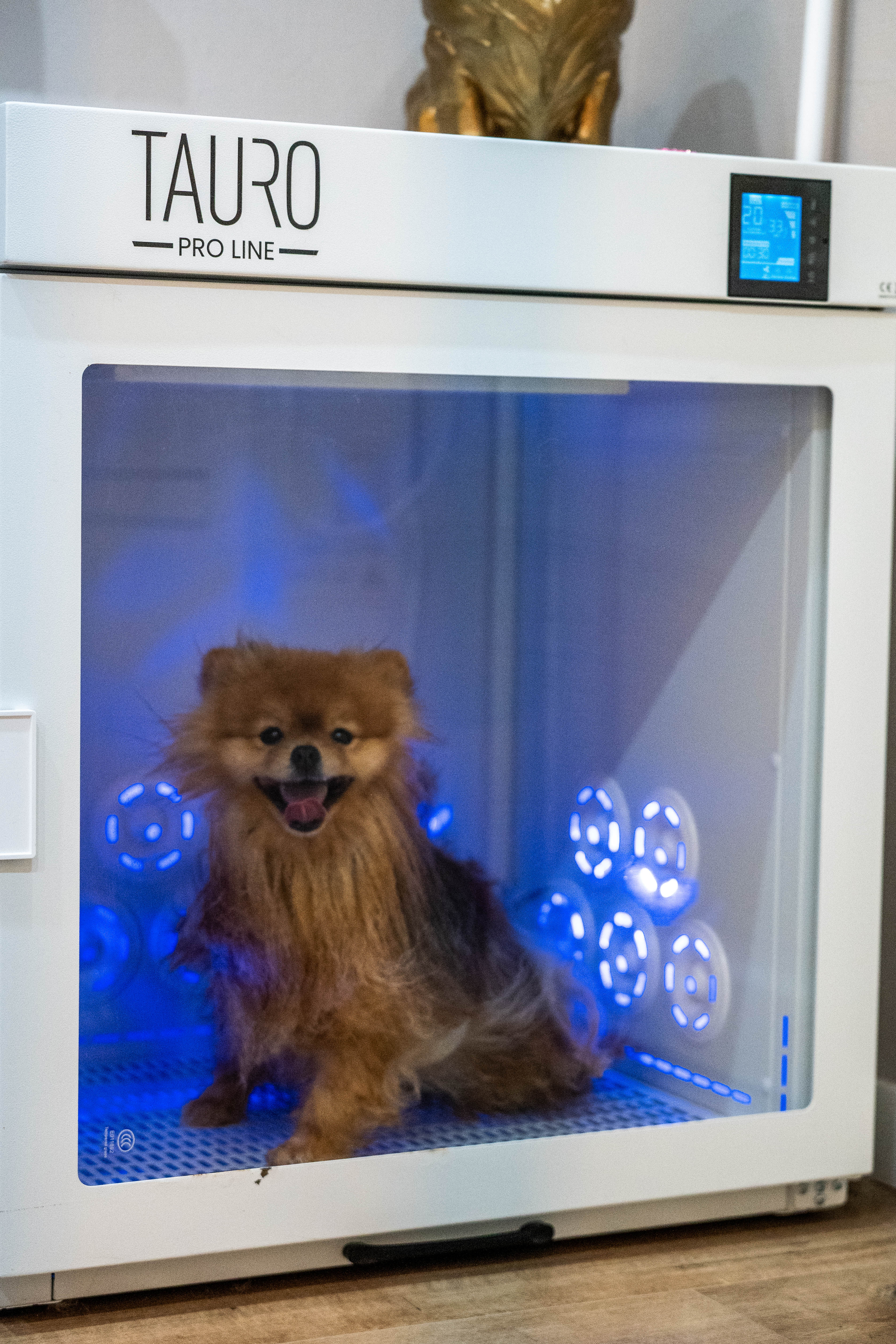 Pomeranian in de salon van Glamouranian – foto 4