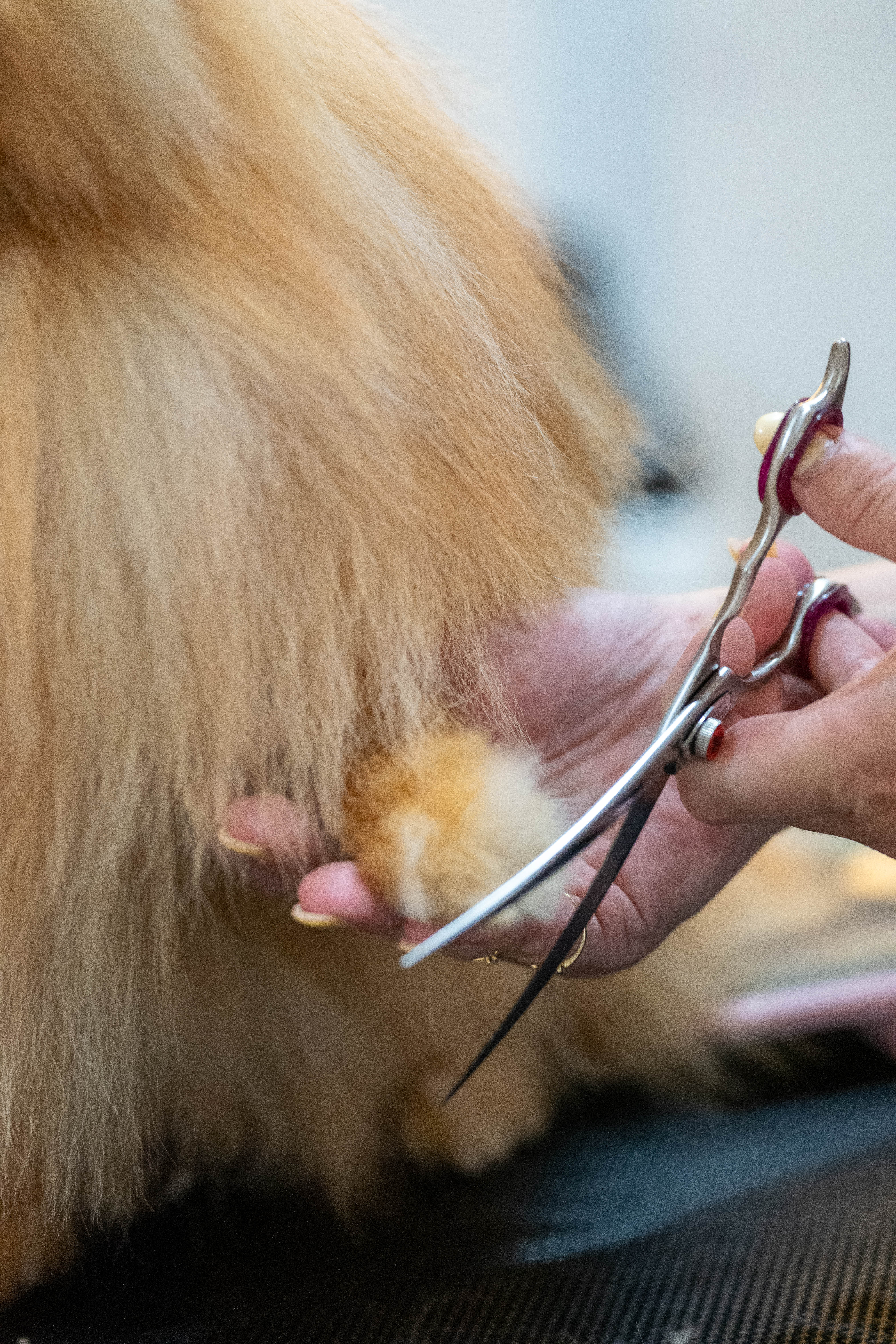 Gespecialiseerd in de Pomeranian