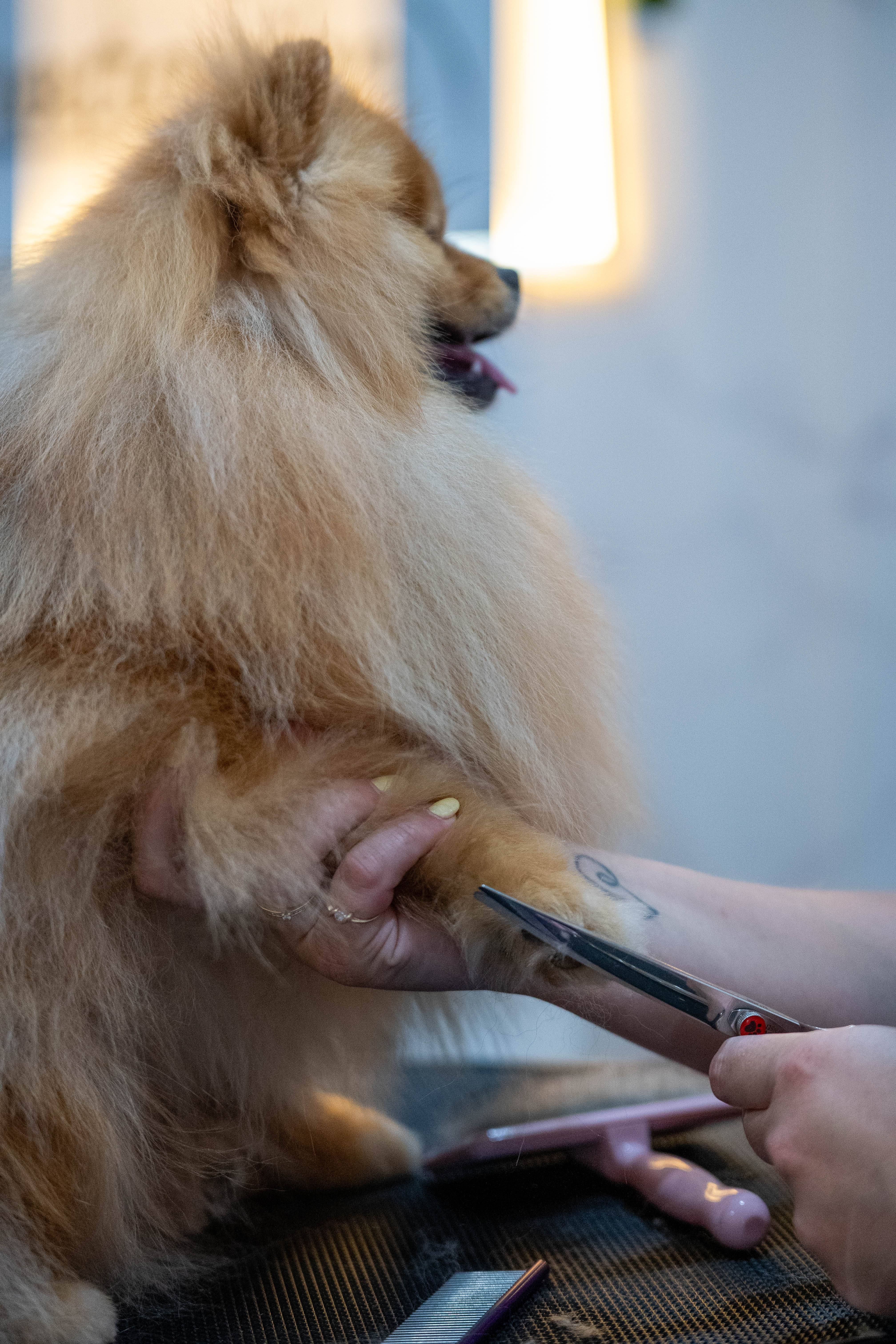 Pomeranian in de salon van Glamouranian – foto 2